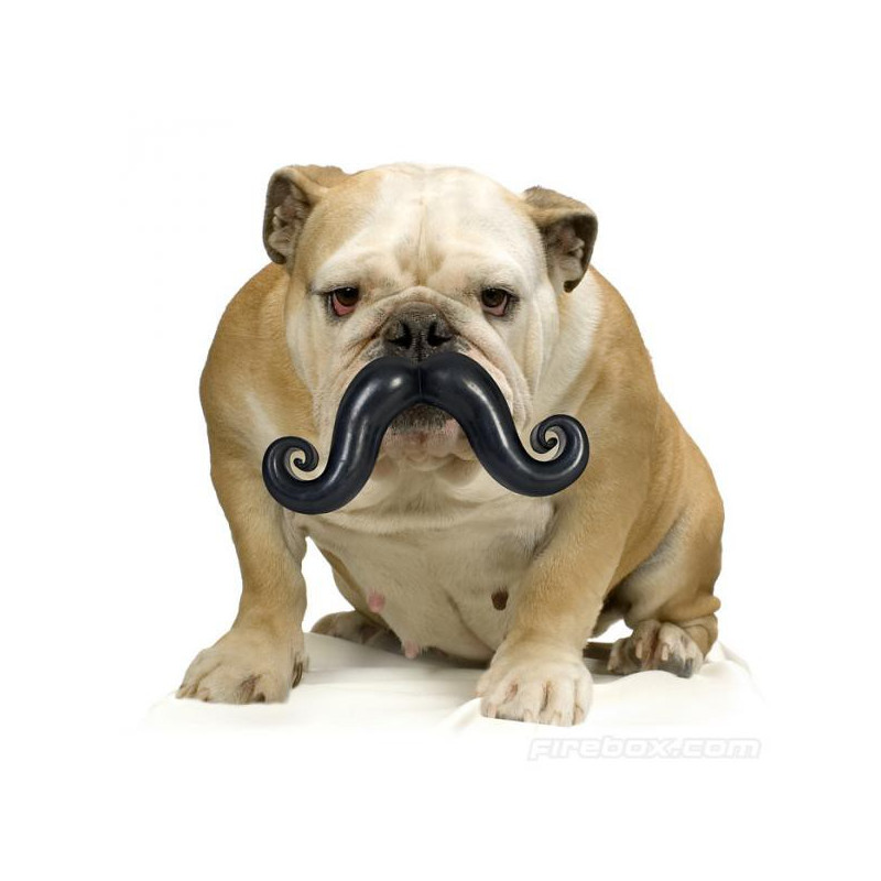 Moustache pour chien