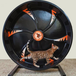 Roue d’exercice pour chat
