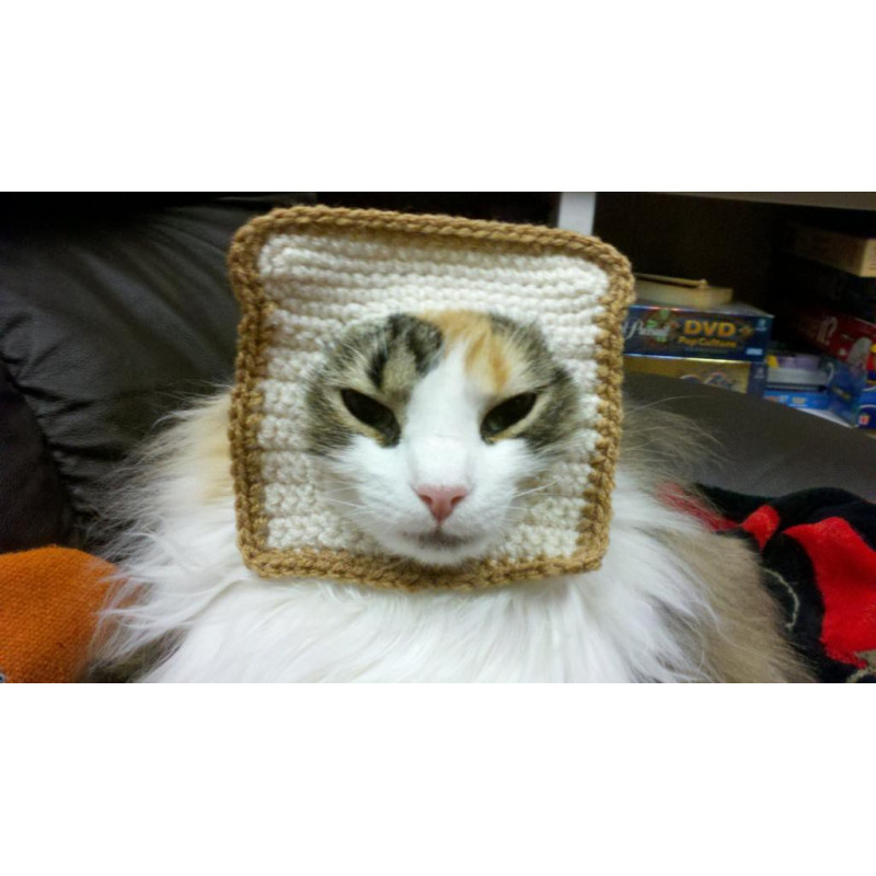 Le déguisement toast pour chat