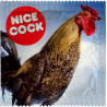 Nice Cock