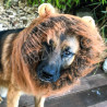 La crinière de lion pour chien
