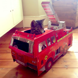 Camion pompier pour Chat