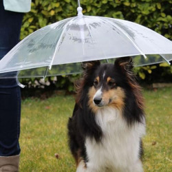 Parapluie pour chien