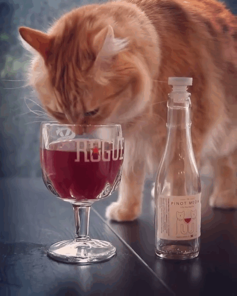 vin-pour-chat