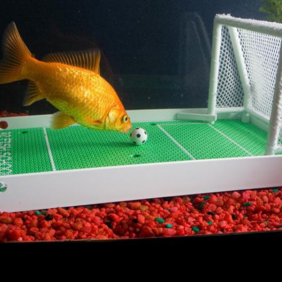 L'aquarium terrain de foot