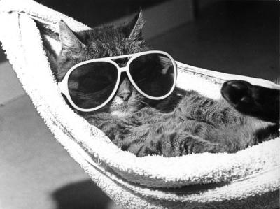 chat-hammac-lunettes-de-soleil