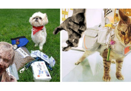 Les kits de survie pour chats et chiens en cas d'invasion de zombies