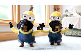 Deux teckels se prennent pour des Minions dans leur costume de Kevin. VidéoHilarante !