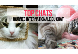 Top Chats : journée internationale du chat ! CAT POWER !