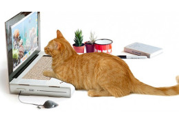 Avis aux chats geek : un PC herbe à chat est en vente !